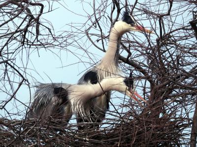 Héron cendré Ardea cinerea Linnaeus, 1758