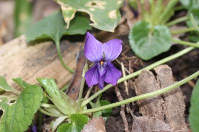 Violette odorante Viola odorata L., 1753