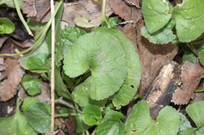 Violette odorante Viola odorata L., 1753