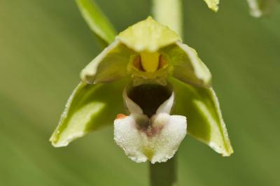 Épipactis de Müller Epipactis muelleri Godfery, 1921