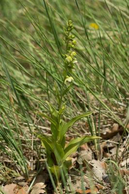 Épipactis de Müller Epipactis muelleri Godfery, 1921
