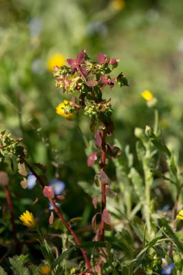 Euphorbe omblette, Essule ronde Euphorbia peplus L., 1753