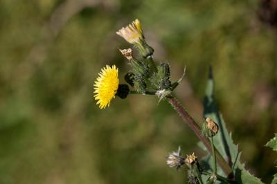 Laiteron potager, Laiteron lisse Sonchus oleraceus L., 1753