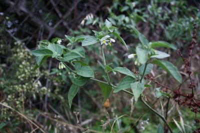 Morelle faux chénopode, Morelle sublobée Solanum chenopodioides Lam., 1794