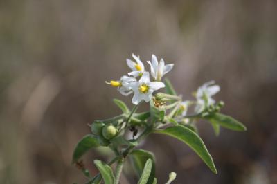 Morelle faux chénopode, Morelle sublobée Solanum chenopodioides Lam., 1794