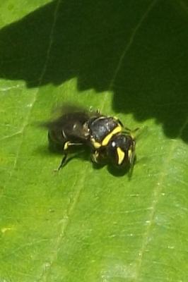  Hylaeus Fabricius, 1793