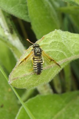  Abia sericea (Linnaeus, 1767)