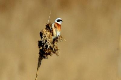 Rémiz penduline, Mésange rémiz Remiz pendulinus (Linnaeus, 1758)