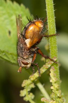  Tachina fera (Linnaeus, 1760)