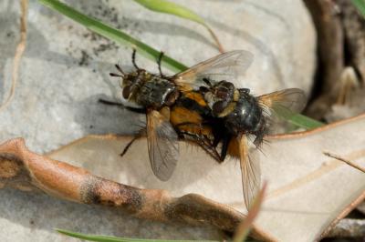  Tachina magnicornis (Zetterstedt, 1844)
