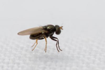  Psilopa nitidula Fallén, 1813