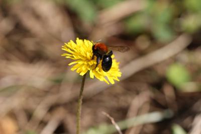 Andrena Fabricius, 1775