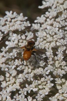  Eliozeta helluo (Fabricius, 1805)