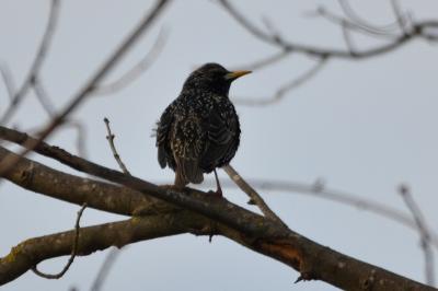 Étourneau sansonnet Sturnus vulgaris Linnaeus, 1758