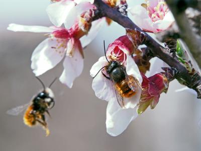  Osmia cornuta (Latreille, 1805)