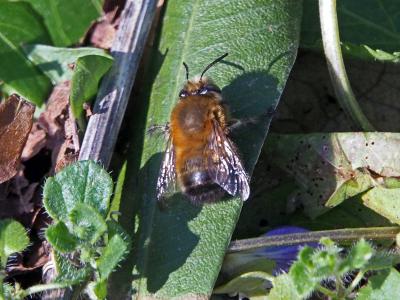 Anthophore commune, Anthophore plumeuse, Anthophor Anthophora plumipes (Pallas, 1772)