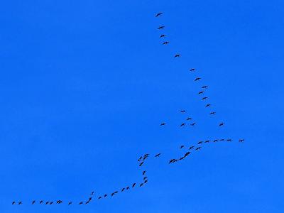 Grue cendrée Grus grus (Linnaeus, 1758)