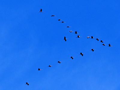 Grue cendrée Grus grus (Linnaeus, 1758)