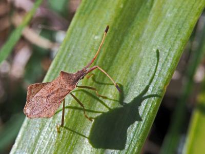  Syromastus rhombeus (Linnaeus, 1767)