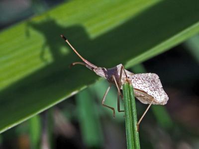  Syromastus rhombeus (Linnaeus, 1767)