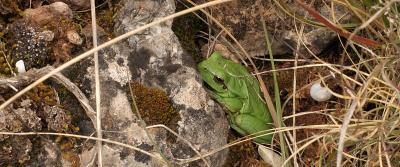 Rainette méridionale Hyla meridionalis Boettger, 1874