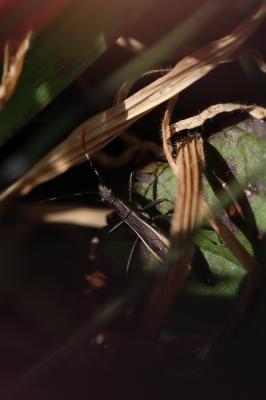  Micrelytra fossularum (Rossi, 1790)
