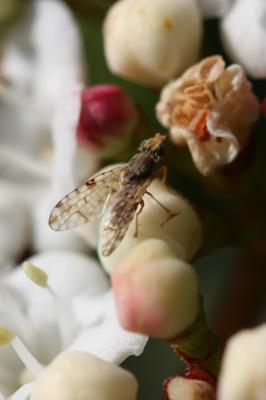  Dioxyna bidentis (Robineau-Desvoidy, 1830)