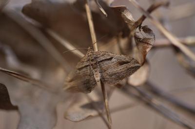 Phalène convexe (La) Costaconvexa polygrammata (Borkhausen, 1794)