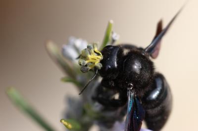 Xylocopa Latreille, 1802