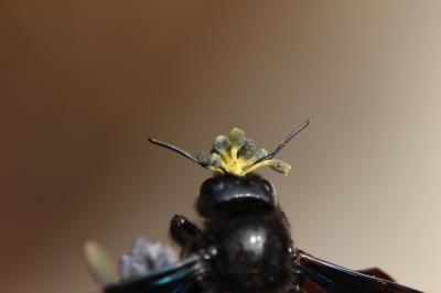  Xylocopa Latreille, 1802