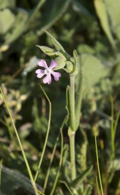 Silène conique Silene conica L., 1753