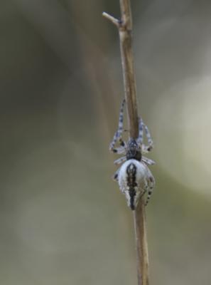 Épeire conique Cyclosa conica (Pallas, 1772)