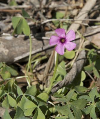 Oxalis articulé Oxalis articulata Savigny, 1798