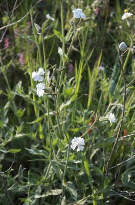 Compagnon blanc, Silène à feuilles larges Silene latifolia Poir., 1789