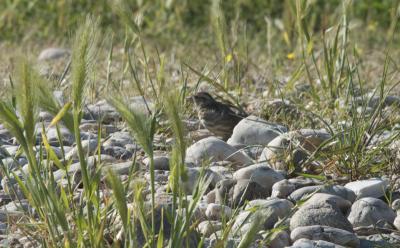 Moineau soulcie Petronia petronia (Linnaeus, 1766)