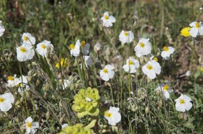 Hélianthème des Apennins, Hélianthème blanc, Herbe Helianthemum apenninum (L.) Mill., 1768