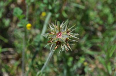 Trèfle étoilé Trifolium stellatum L., 1753
