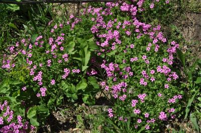 Oxalis articulé Oxalis articulata Savigny, 1798