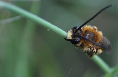  Eucera Scopoli, 1770