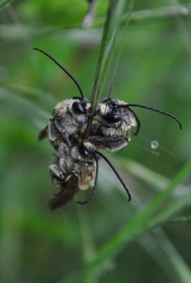  Eucera Scopoli, 1770