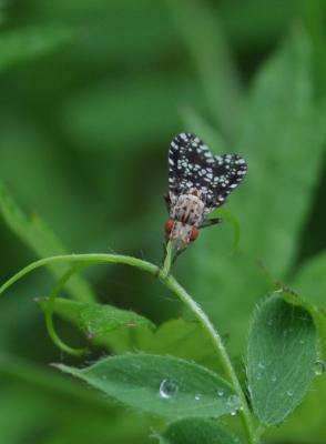  Trypetoptera punctulata (Scopoli, 1763)