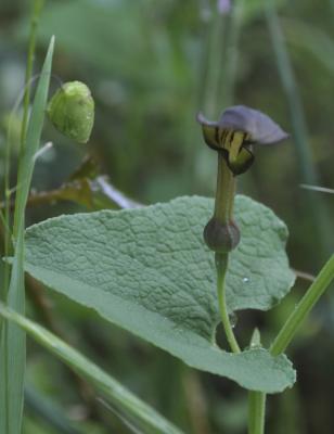 Pistoloche Aristolochia pistolochia L., 1763