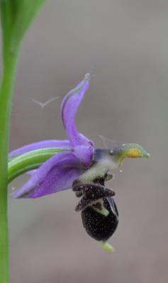 Ophrys bécasse Ophrys scolopax Cav., 1793