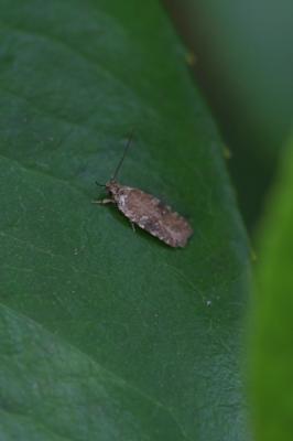  Agonopterix purpurea (Haworth, 1811)
