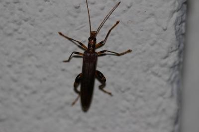  Oedemera femoralis Olivier, 1803