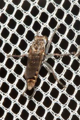 Stichopogon 