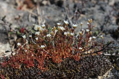 Saxifrage à trois doigts, Petite saxifrage Saxifraga tridactylites L., 1753