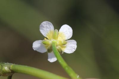 Renoncule de Drouet Ranunculus trichophyllus subsp. trichophyllus Chaix, 1785