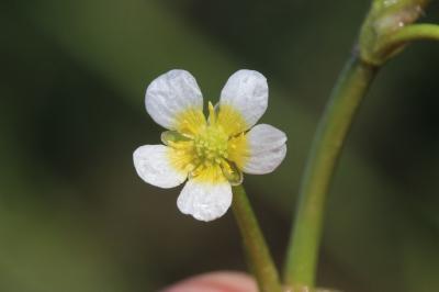 Renoncule de Drouet Ranunculus trichophyllus subsp. trichophyllus Chaix, 1785