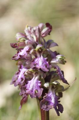 Orchis géant, Orchis à longues bractées, Barlie Himantoglossum robertianum (Loisel.) P.Delforge, 1999